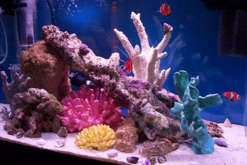 Rated #16: 20 Gallons Saltwater Fish Tank - This is a picture of tank @ 4 months, just after purchasing pair of Ocellaris Clown Fish (Queen Elizebeth & Henry the VIII) :) They are doing great!