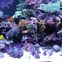 500 gallons reef tank (mostly live coral and fish) - Full reef tank pic. Over 100 coral and 50 fish