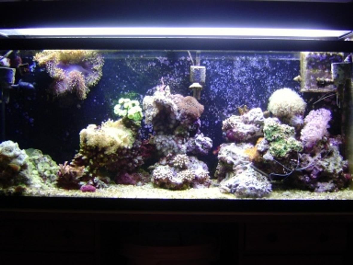 55 gallons reef tank (mostly live coral and fish) - 55 gallon reeef