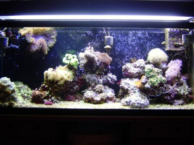 55 gallons reef tank (mostly live coral and fish) - 55 gallon reeef