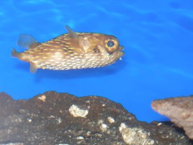saltwater fish - diodon holocanthus - porcupine puffer stocking in 75 gallons tank - This is Spike.  A Porcupine Blowfish with attitute.  He enjoys eating, eating and some times when the lighting is just right, eating some more.
