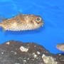 saltwater fish - diodon holocanthus - porcupine puffer stocking in 75 gallons tank - This is Spike. A Porcupine Blowfish with attitute. He enjoys eating, eating and some times when the lighting is just right, eating some more.