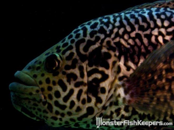 freshwater fish - parachromis managuensis - jaguar cichlid stocking in 300 gallons tank - Jaguar Cichlid