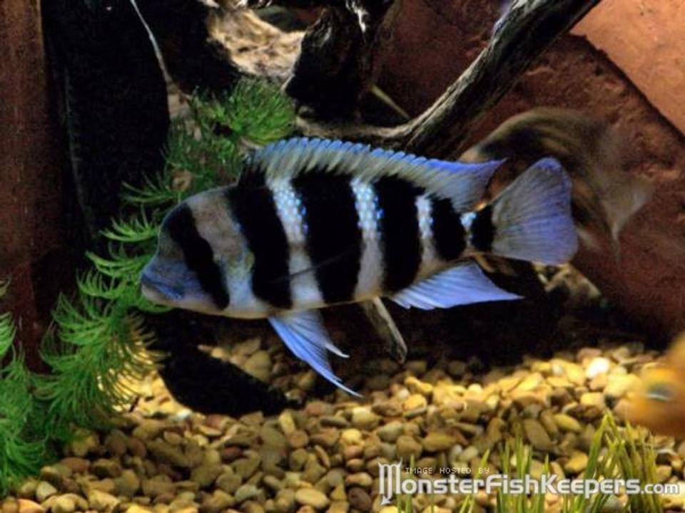 freshwater fish - cyphotilapia frontosa - frontosa cichlid stocking in 300 gallons tank - Frontosa Cichlid