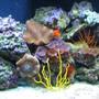 75 gallons reef tank (mostly live coral and fish) - 75 gal reef tank