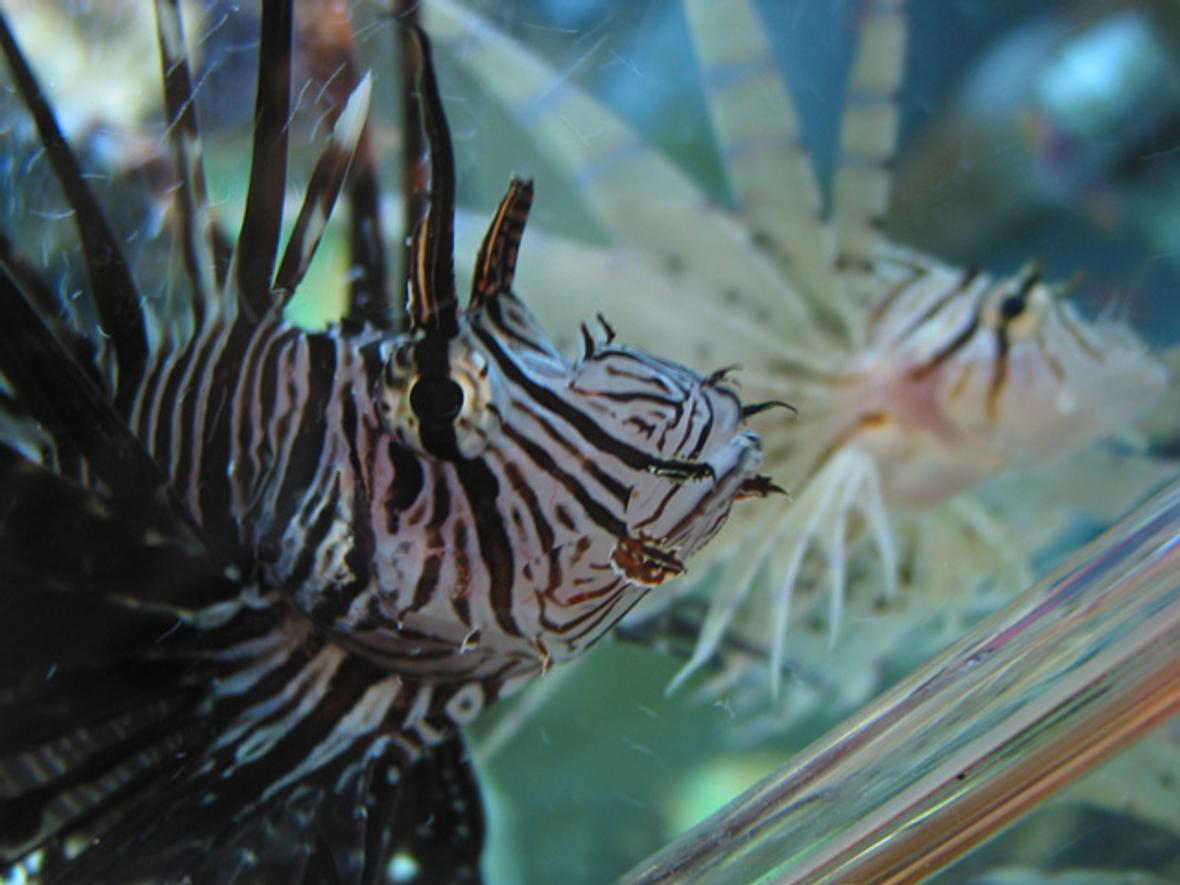 saltwater fish - pterois volitans - volitan lionfish stocking in 65 gallons tank - Lionfish - The large dark one is a male (I think) and the smaller white one in the back is a female (I think) because they have "courted" each other many times.