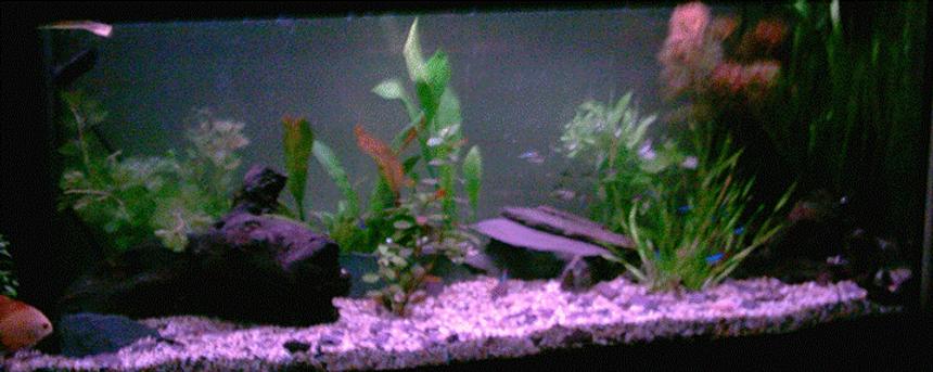 Rated #268: 120 Gallons Freshwater Fish Tank - My discus tank Discus come first not plants.