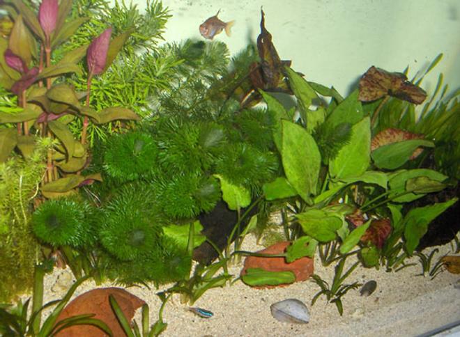 50 gallons freshwater fish tank (mostly fish and non-living decorations) - This is the old photo, I will update with the new one soon.