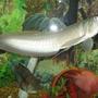 freshwater fish - osteoglossum bicirrhosum - silver arowana stocking in 125 gallons tank - This is a picture of my 14" Arowana. In the background to the right are two parrot cichlids and on the left is my green terror.