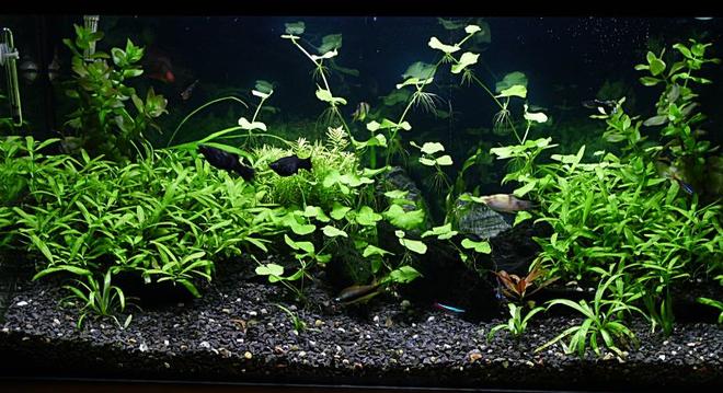 29 gallons planted tank (mostly live plants and fish) - Rate It!