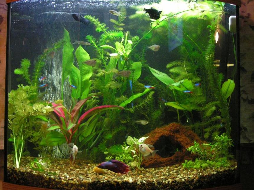 Rated #73: 26 Gallons Planted Tank - First attempt at an aquarium