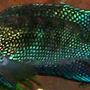 freshwater fish - nandopsis octofasciatum - jack dempsey stocking in 55 gallons tank - jack dempsey