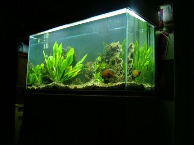 80 gallons freshwater fish tank (mostly fish and non-living decorations) - 80 Gallon Tank