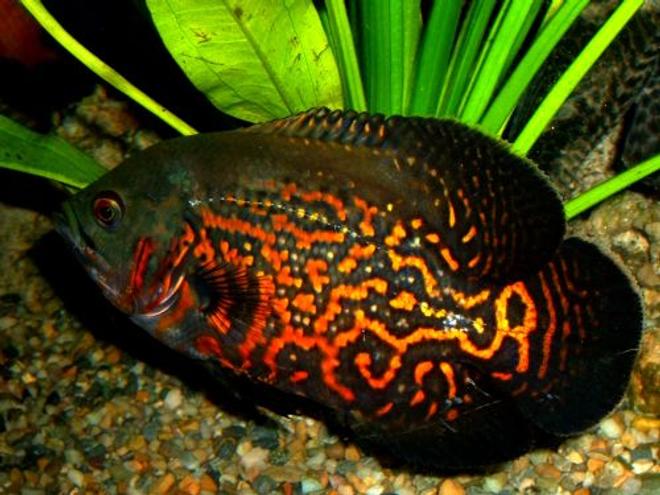 freshwater fish - astronotus ocellatus - tiger oscar stocking in 80 gallons tank - Tiger Oscar