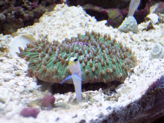 corals inverts - fungia repanda - plate coral, short tentacle stocking in 120 gallons tank - Sushi (My favorite jawfish) in front of our short tentacle plate coral