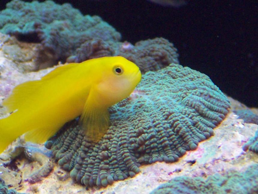 Rated #26: Saltwater Fish - Gobiodon Okinawae - Clown Goby Stocking In 120 Gallons Tank - Krustee the clown gobee on a metllic green mushroom