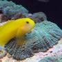 saltwater fish - gobiodon okinawae - clown goby stocking in 120 gallons tank - Krustee the clown gobee on a metllic green mushroom
