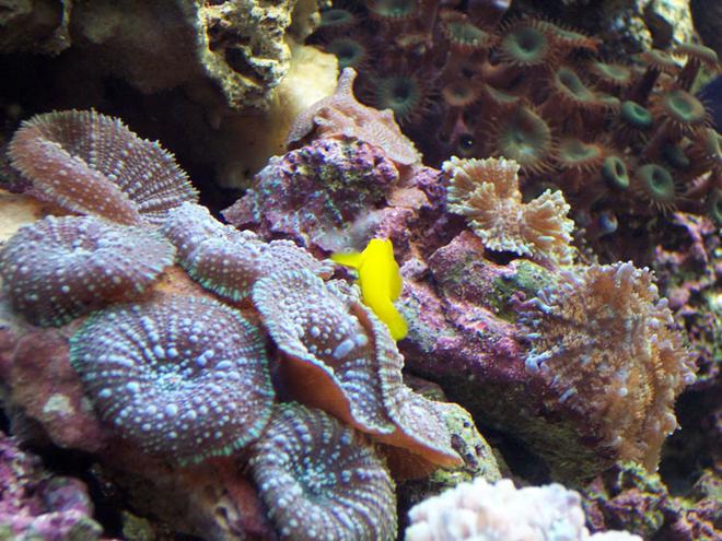 corals inverts - rhodactis inchoata - bullseye mushroom, purple stocking in 120 gallons tank - Krustee on a striped mushrooms