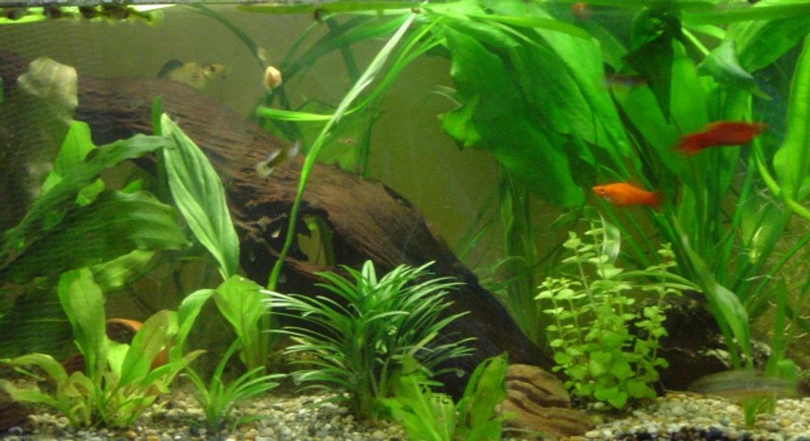 40 gallons planted tank (mostly live plants and fish) - comunity tank, well planted with a variety of different freshwater fish