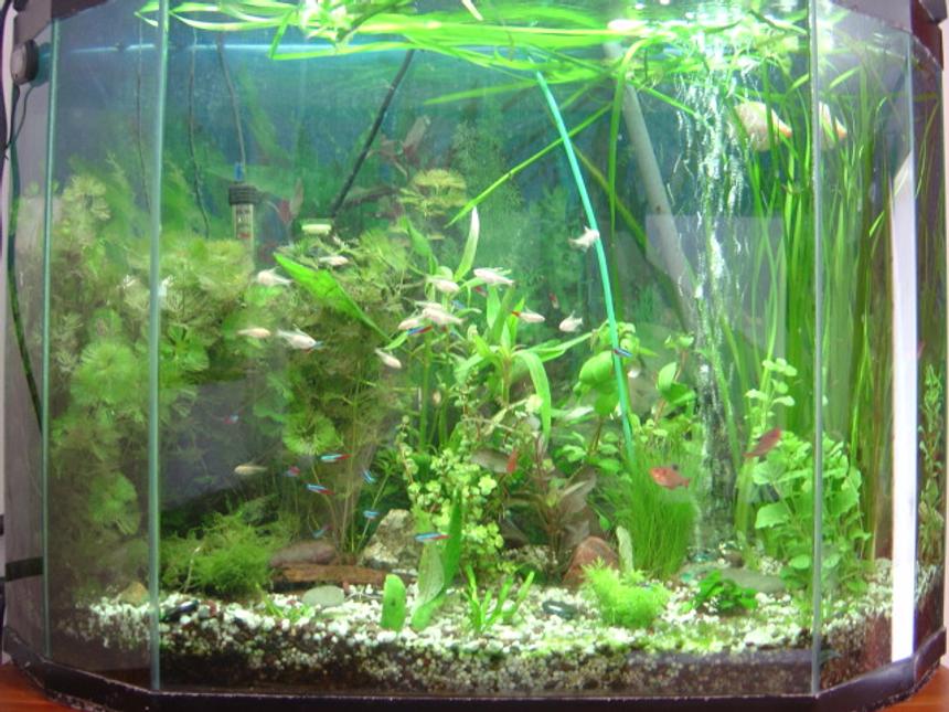 Rated #130: 40 Gallons Planted Tank - planted tank with neons,lemon tetras,silver dollar, clown loachers