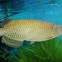 freshwater fish - scleropages jardini - jardini arowana stocking in 120 gallons tank - My 7" Jardini Arowana