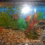 10 gallons freshwater fish tank (mostly fish and non-living decorations) - sams excellent tank