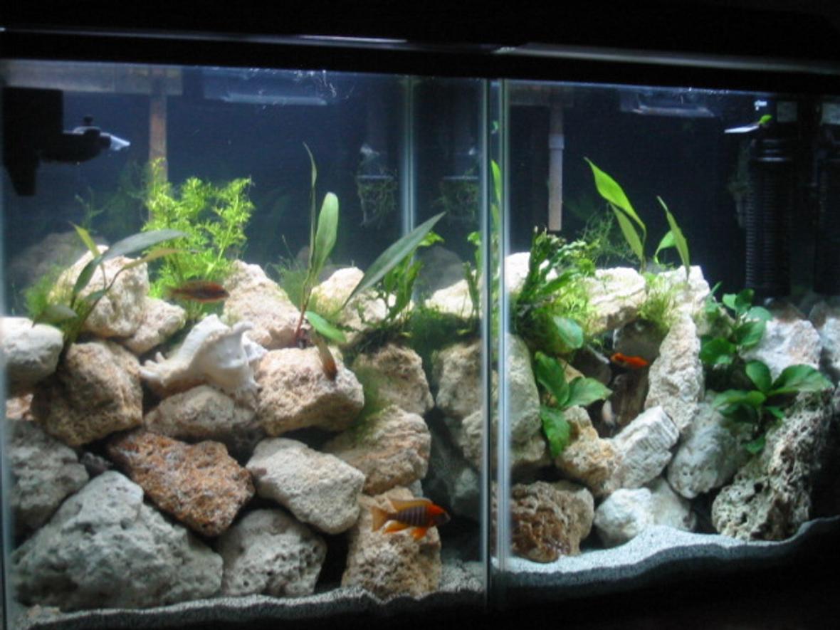 40 gallons planted tank (mostly live plants and fish) - High noon