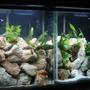 40 gallons planted tank (mostly live plants and fish) - High noon