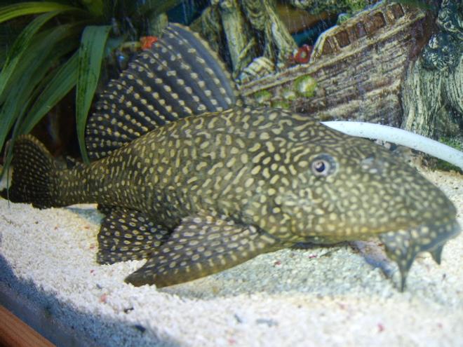 freshwater fish - hypostomus punctatus - trinidad pleco stocking in 120 gallons tank - pleco