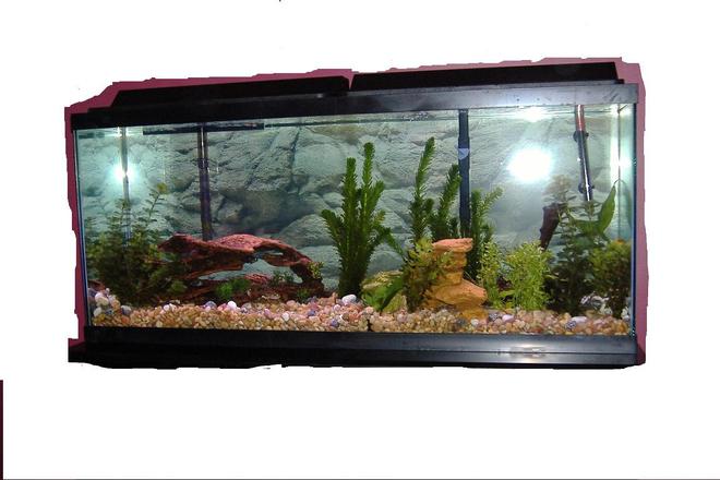 55 gallons freshwater fish tank (mostly fish and non-living decorations) - see pic