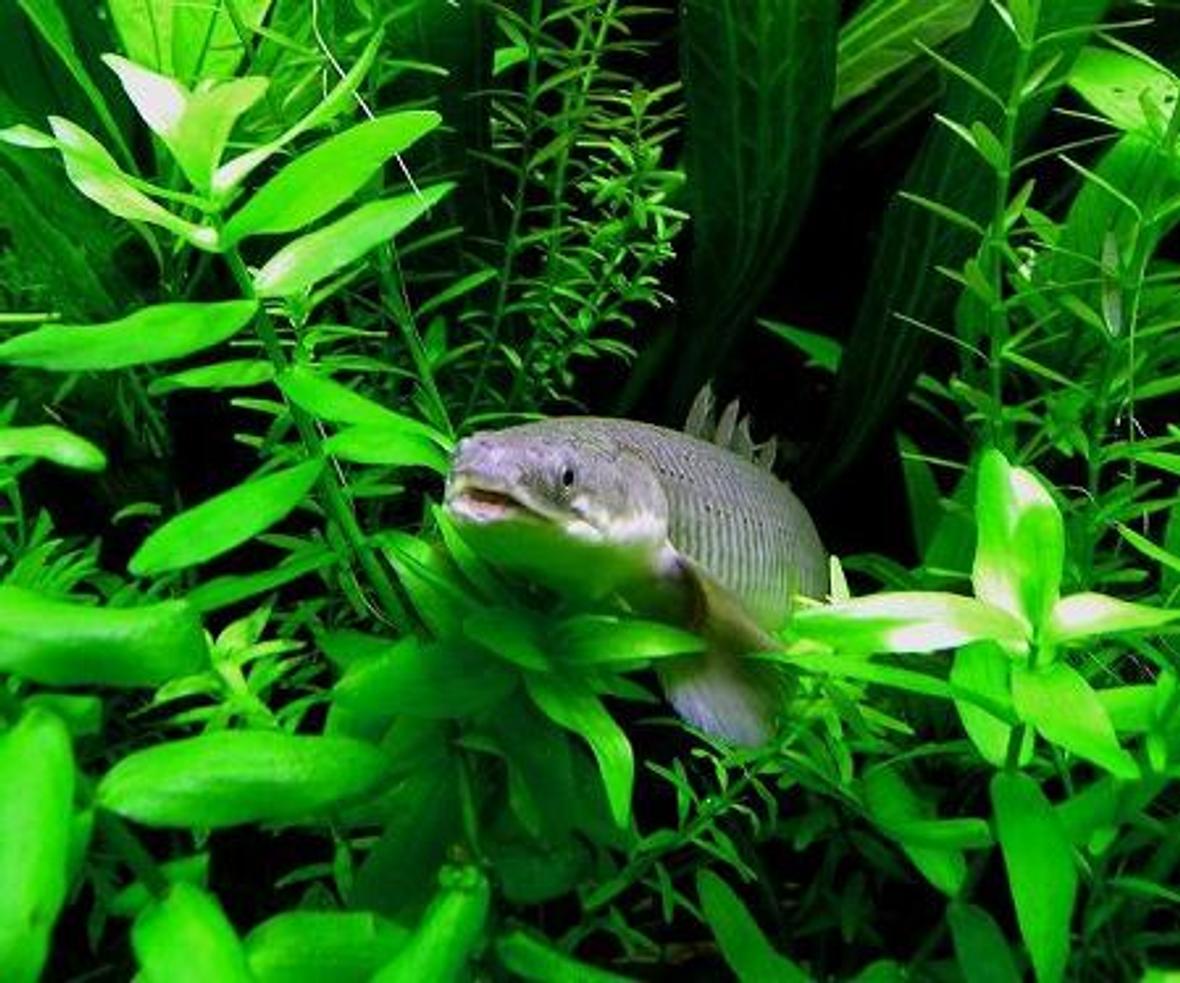 freshwater fish - osteoglossum bicirrhosum - silver arowana stocking in 75 gallons tank - senagal bichir.