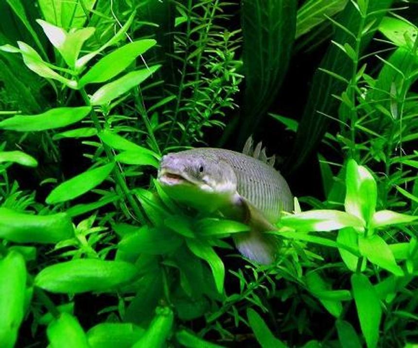 Rated #20: Freshwater Fish - Osteoglossum Bicirrhosum - Silver Arowana Stocking In 75 Gallons Tank - senagal bichir.