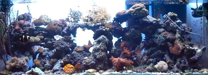Rated #101: 55 Gallons Reef Tank - 01/22/06
added tubastrea and elegance coral with an open brain