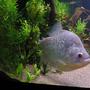 freshwater fish - serrasalmus rhombeus - diamond rhombeus piranha stocking in 75 gallons tank - Piranha Diamond Rhombeus