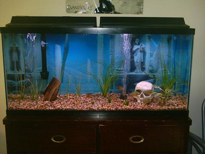 Rated #344: 60 Gallons Freshwater Fish Tank - piranhas after feeding