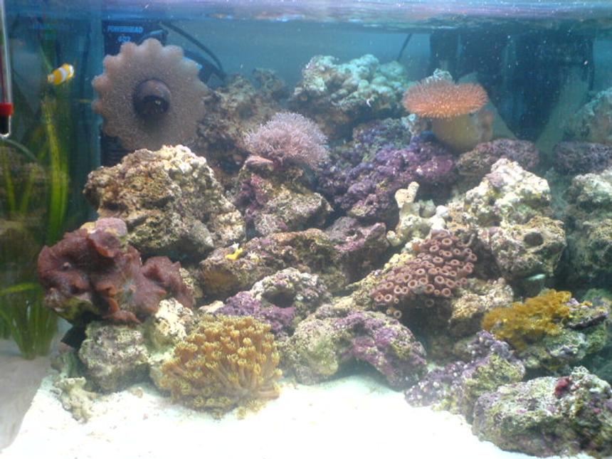 Rated #144: 12 Gallons Reef Tank - 18"x20"x16" nano with live rock, 5 soft coral 1 hard coral, a clean up crew a clown and orchid dottyback, up and running a month so far