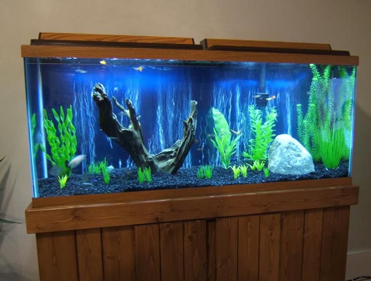 55 gallons freshwater fish tank (mostly fish and non-living decorations) - new tank