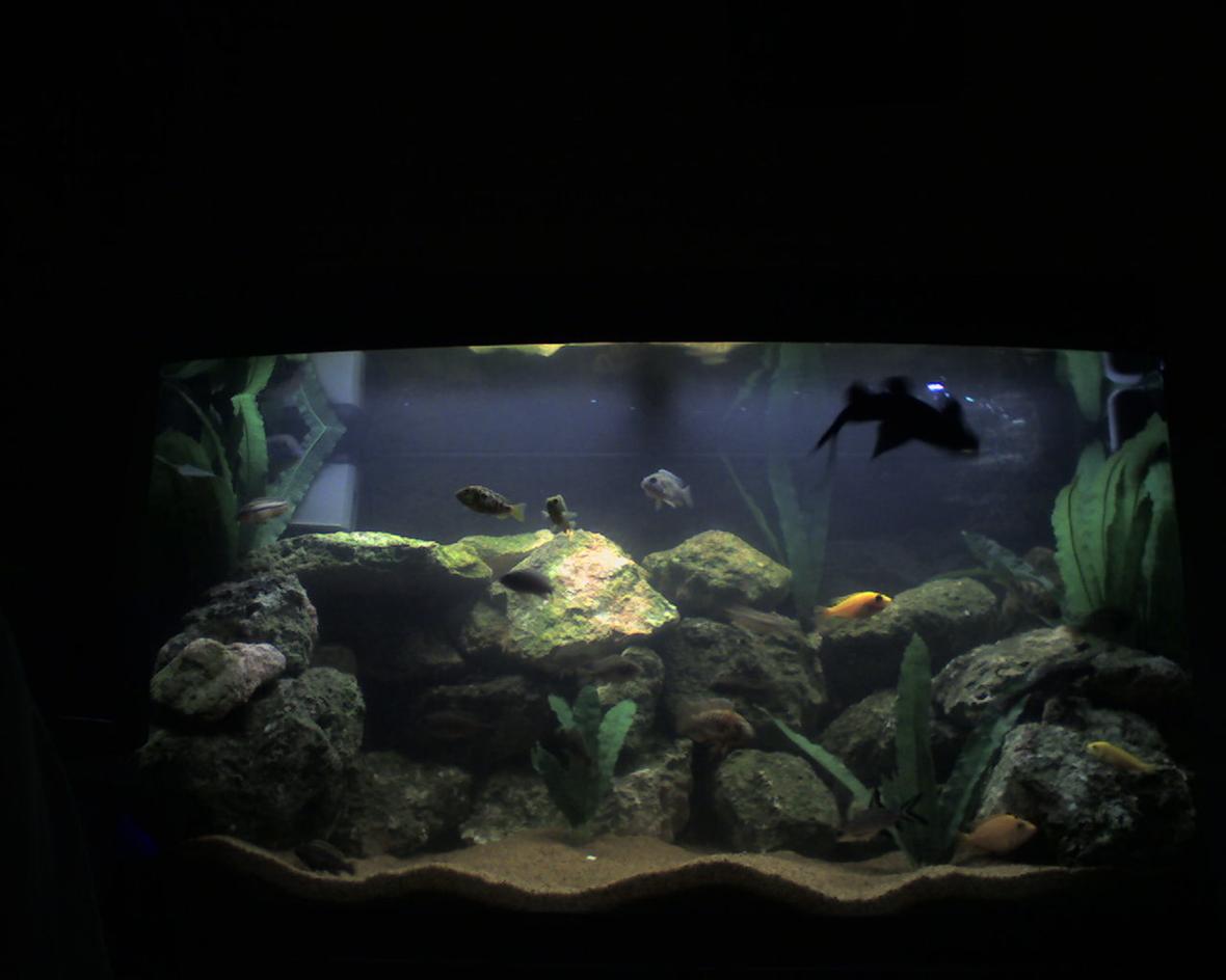 55 gallons freshwater fish tank (mostly fish and non-living decorations) - New Photo