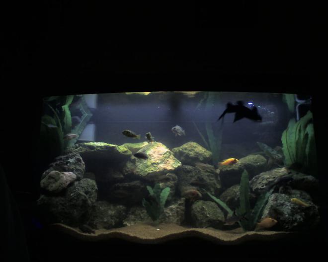 55 gallons freshwater fish tank (mostly fish and non-living decorations) - New Photo