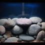 30 gallons freshwater fish tank (mostly fish and non-living decorations) - Pombo Reef