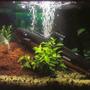 10 gallons freshwater fish tank (mostly fish and non-living decorations) - My Tank