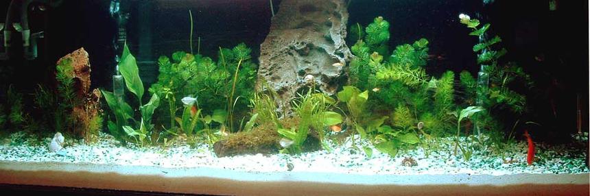 Rated #145: 100 Gallons Freshwater Fish Tank - 2-week old 100 Gallon Community Fish Tank - Jan 26, 06.