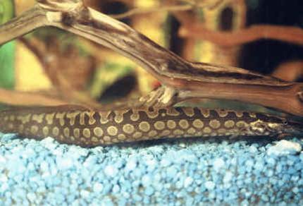 freshwater fish - mastacembelus armatus - tire track eel stocking in 80 gallons tank - tiretrackeel