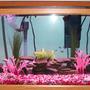 75 gallons freshwater fish tank (mostly fish and non-living decorations) - 75 Gallon Oceanic. UGF ran by 2 Marineland Maxi Jet 600 Power heads, Magnum 350 Pro Canister Filter with 2 biowheels, and temporaraly using a Marineland HOT filter as well. I currently have a school of Neons but will be switching to a Malawian tank as soon as it is fully established. No the gravel is not pink, I don't know why the photo looks that way but it is natural pebble and some red.