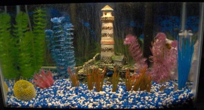 29 gallons freshwater fish tank (mostly fish and non-living decorations) - so many fish, so little time