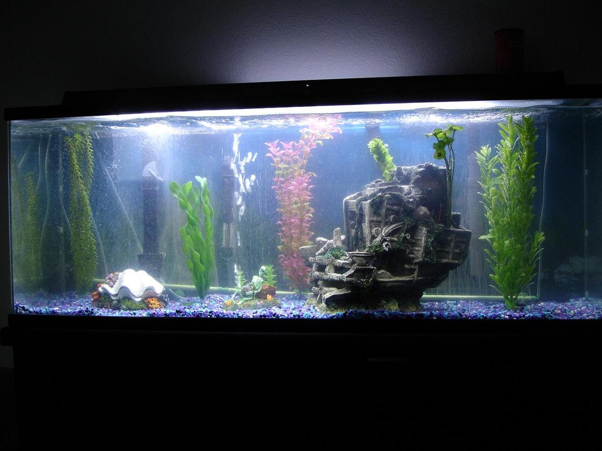 55 gallons freshwater fish tank (mostly fish and non-living decorations) - 55 gal aquarium with 2 animated ornaments, a bubble strip, a sunken ship, and numerious plastic plants. It also has a Penguin Bio-Wheel 350 and a Top Fin 60 Power filter.