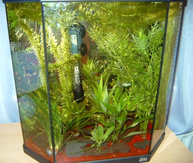 10 gallons freshwater fish tank (mostly fish and non-living decorations) - freshwater tank