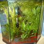 10 gallons freshwater fish tank (mostly fish and non-living decorations) - freshwater tank