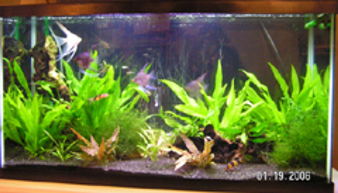 40 gallons freshwater fish tank (mostly fish and non-living decorations) - 40 gal planted tank.