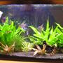 40 gallons freshwater fish tank (mostly fish and non-living decorations) - 40 gal planted tank.